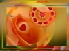 Rosemary's Rose