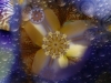 Outer Limits of Inner Flowers