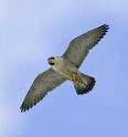 falcon