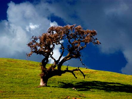 Tree & Sky