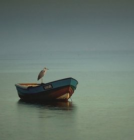 BOAT-BIRD