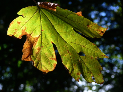 Autumn Leaf in Temporary Glory