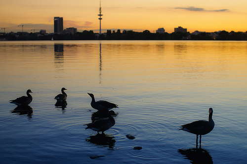 Birdies of the Dusk